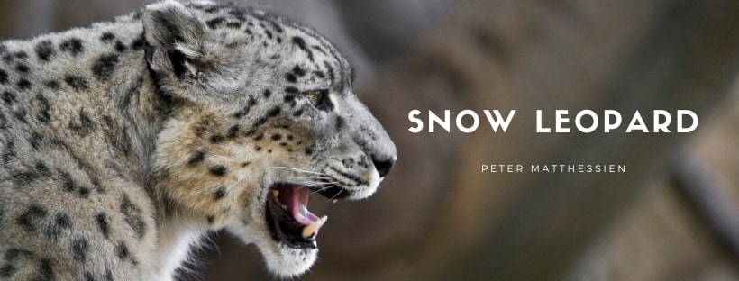 Snow Leopard
